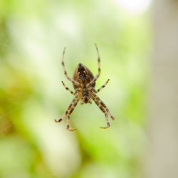 Close-up of spider on web