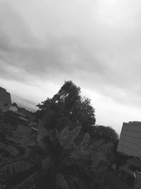 Trees growing against cloudy sky