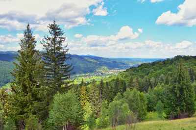 Scenic view of pine trees against sky