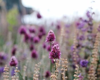 Close-up of purple flowering plant on field