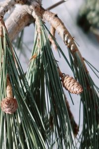 Close-up of pine cone on branch