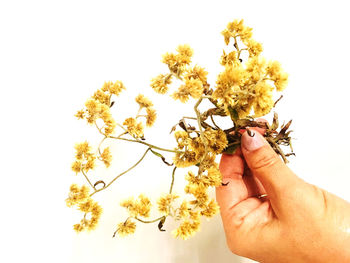 Midsection of person holding flowering plant against white background