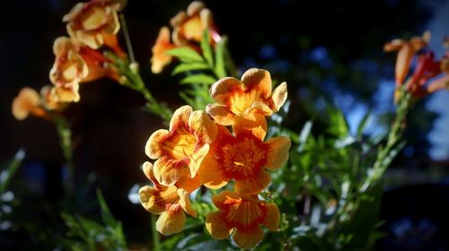 Close-up of orange flowering plant
