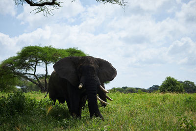 View of elephant on field against sky