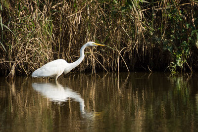 Close-up of bird perching in lake