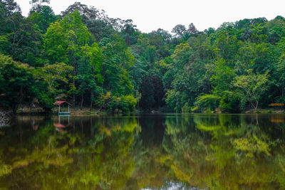 Scenic view of lake in forest against sky