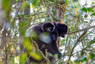 Close-up of monkey