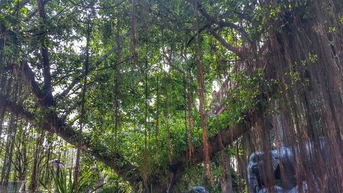 Low angle view of trees in forest