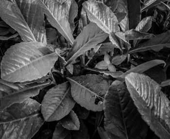 Full frame shot of plants