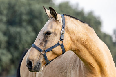 Close-up of a horse