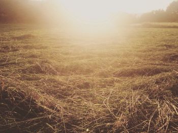 Scenic view of grassy field against clear sky