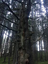 Low angle view of trees in forest