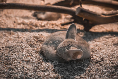 Close-up of a cat sleeping on field