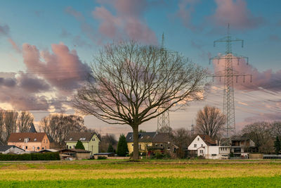 Trees and buildings against sky