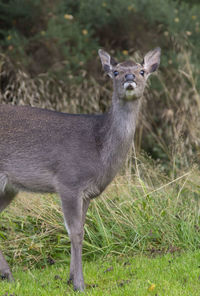 Portrait of rabbit on field