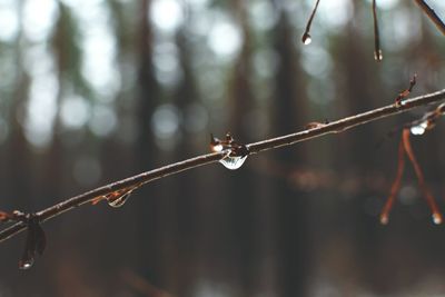 Close-up of water drop on branch during monsoon
