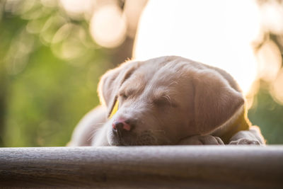 Tired labrador retriever puppy dog in sweater sleep on garden with foliage sunset light bokeh 