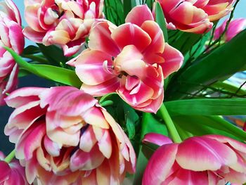 Close-up of pink roses blooming outdoors