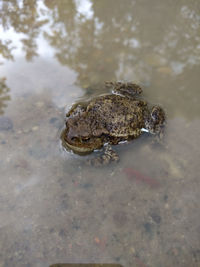 High angle view of frog in lake