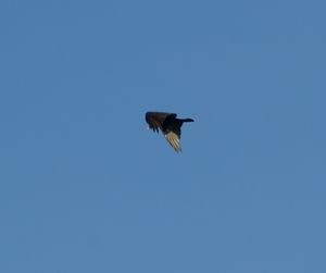 Low angle view of birds against clear blue sky