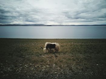 View of a horse on field