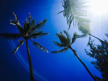 Low angle view of trees against blue sky