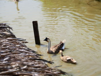 Ducks swimming in lake