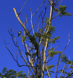 Low angle view of trees against clear blue sky