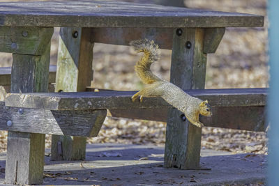 Squirrel on wooden fence