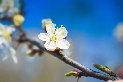 Close-up of white flowering plant