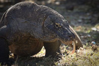 Close-up of a turtle on field