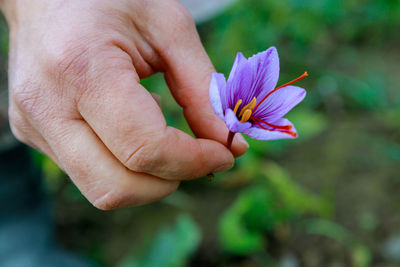 Close-up of hand holding purple flower