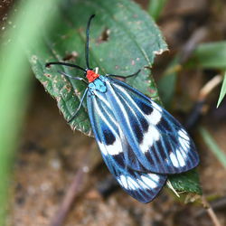 Butterfly on flower