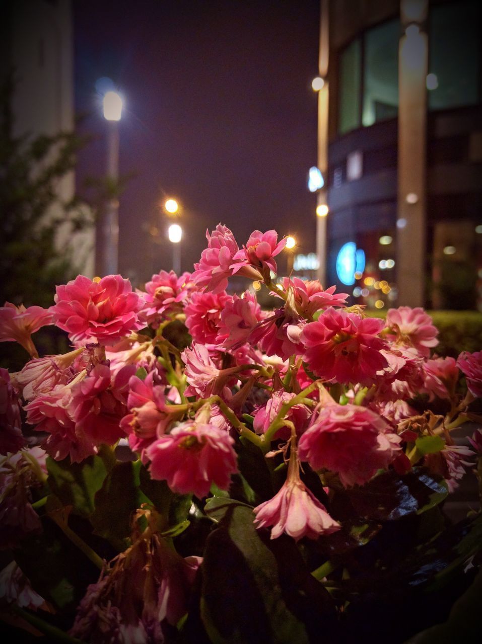 CLOSE-UP OF PINK FLOWERING PLANT AT NIGHT