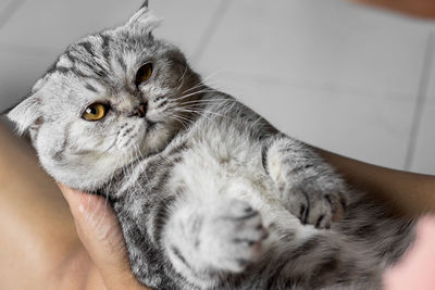 Close-up of hand holding cat at home