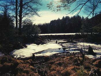 Reflection of bare trees in water