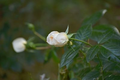 Close-up of white flowering plant