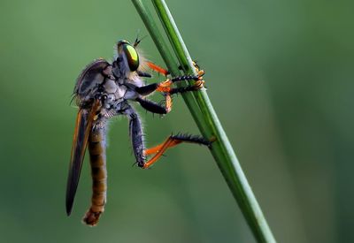 Close-up of insect on leaf