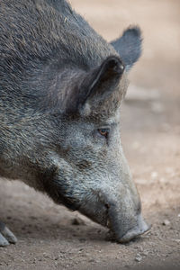 Close-up of wild boar on field