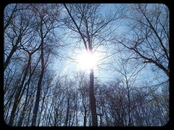 Low angle view of trees against sky