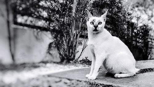 Portrait of cat sitting outdoors
