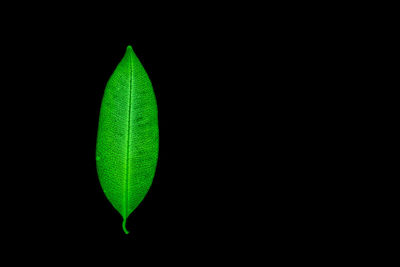 Close-up of green leaf against black background