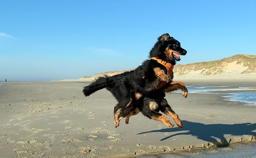 Dogs running at beach against sky
