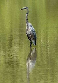 Blue heron stands on the pond.