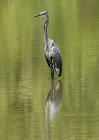 High angle view of gray heron perching on a lake