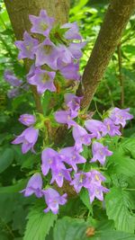 Close-up of flowers blooming outdoors