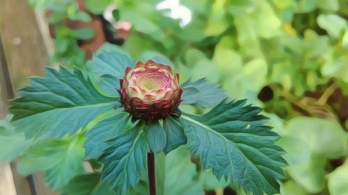 Close-up of flowers blooming outdoors