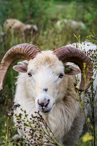 Portrait of goat amidst plants