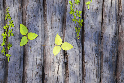 Close-up of yellow leaves on wooden fence