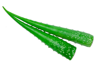 Close-up of leaf over white background